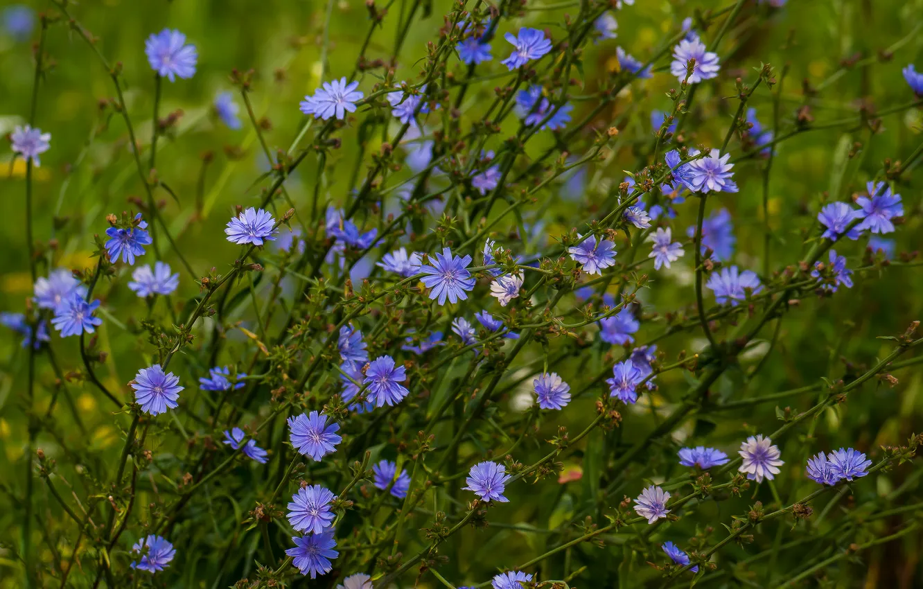 Photo wallpaper flowers, chicory, summer.nature.mood
