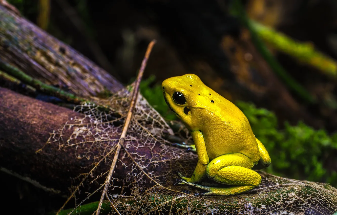 Photo wallpaper branches, the dark background, leaf, frog, yellow, bokeh, reptile