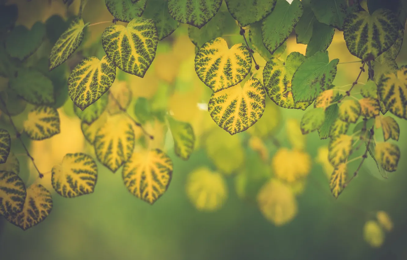 Photo wallpaper leaves, macro, branches, foliage