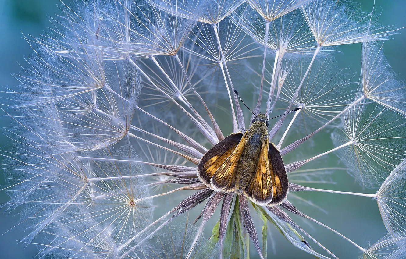 Photo wallpaper look, macro, flowers, dandelion, butterfly, insect, brown, the parachutes