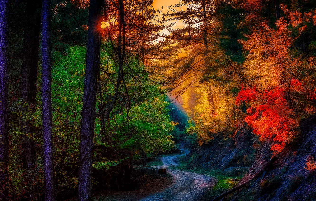 Photo wallpaper road, leaves, landscape, autumn. trees