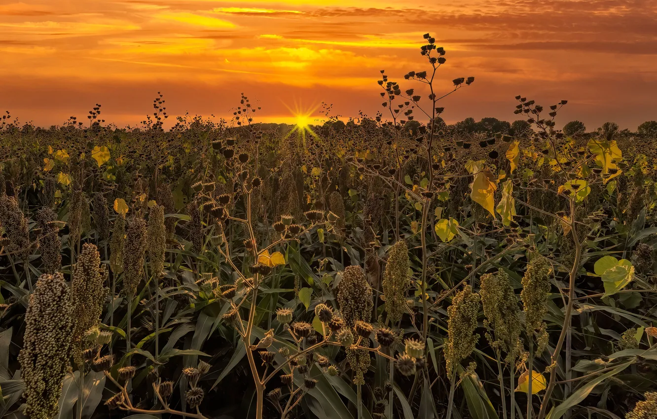 Photo wallpaper field, the sky, the sun, clouds, light, sunset, nature, vegetation