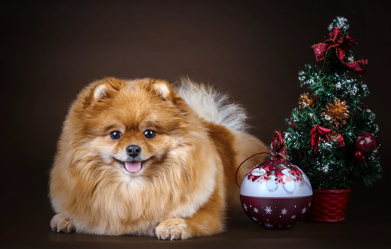 Photo wallpaper balls, tree, Spitz