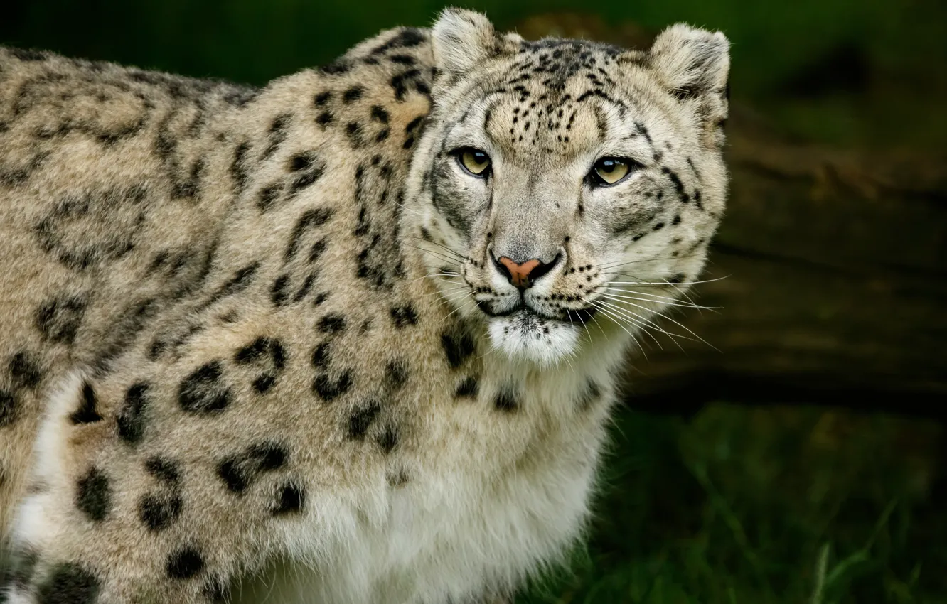 Photo wallpaper look, face, nature, IRBIS, snow leopard