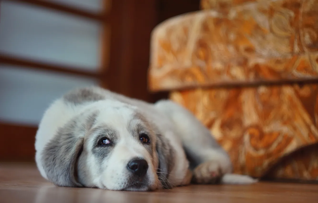 Photo wallpaper look, each, dog