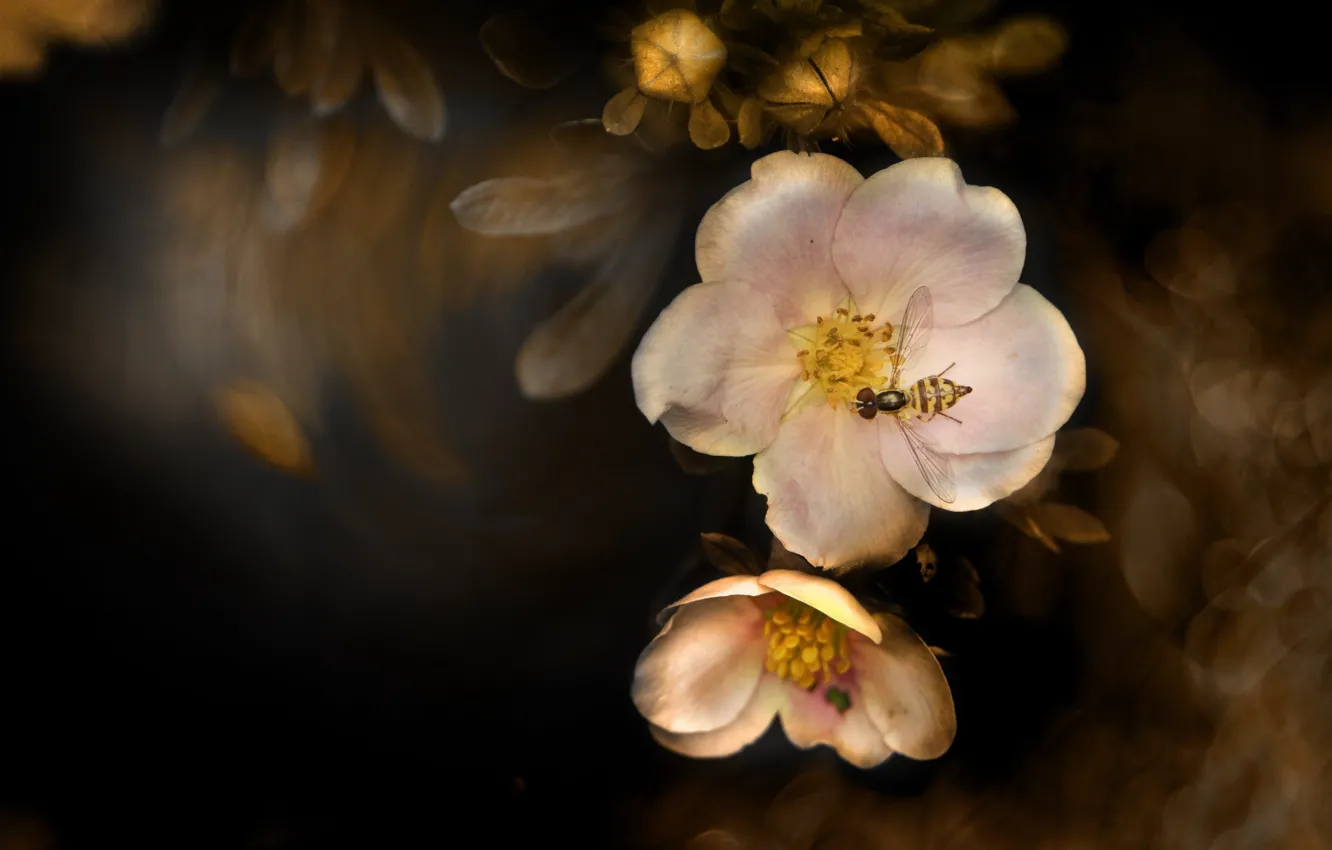 Photo wallpaper flowers, the dark background, insect, bokeh