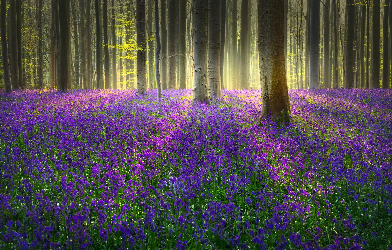 Photo wallpaper forest, trees, flowers, Park, glade, spring, bells, a lot