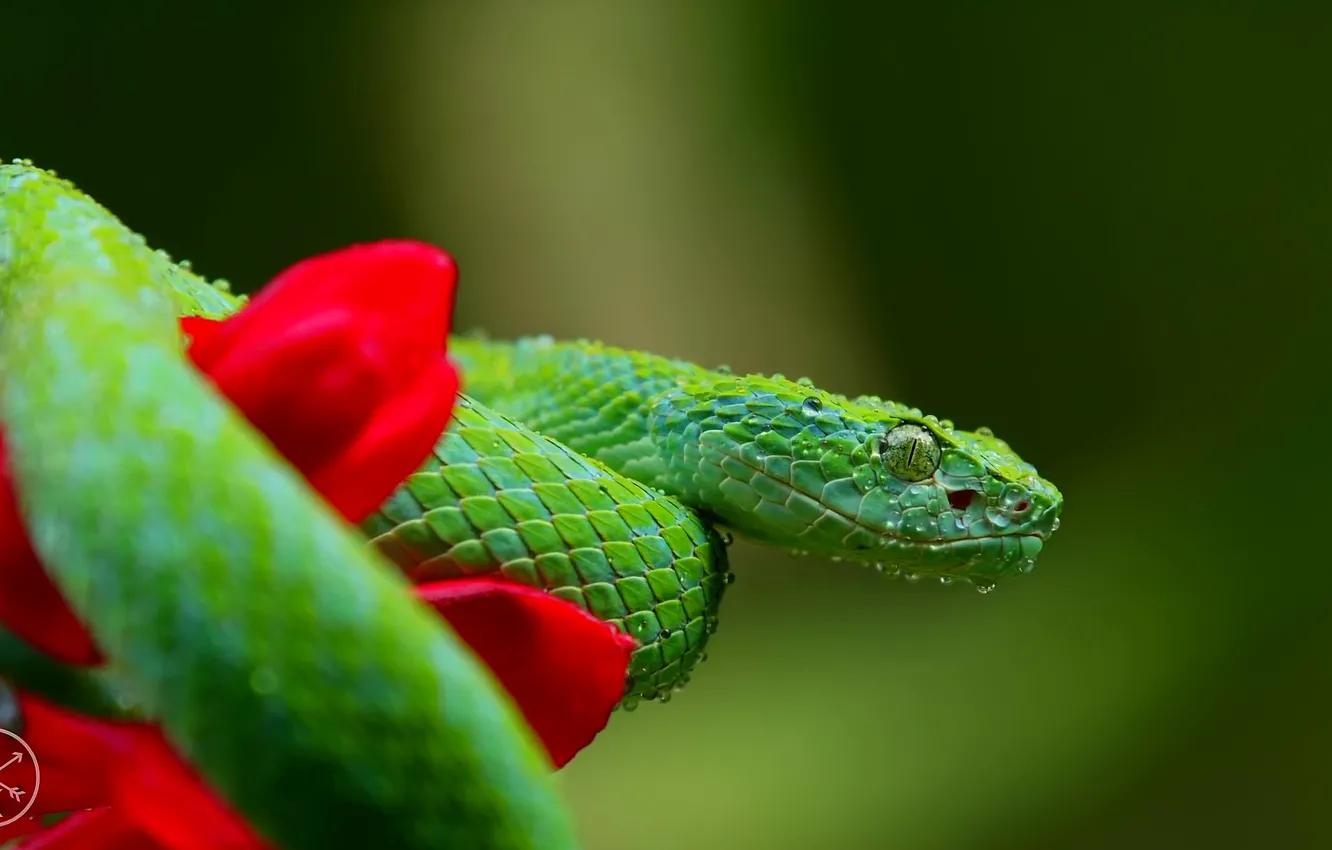 Photo wallpaper flower, macro, red, green, snake, scales, blur, u137