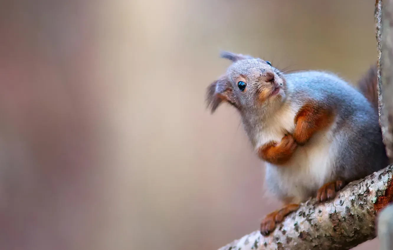 Photo wallpaper trees, background, protein, bark