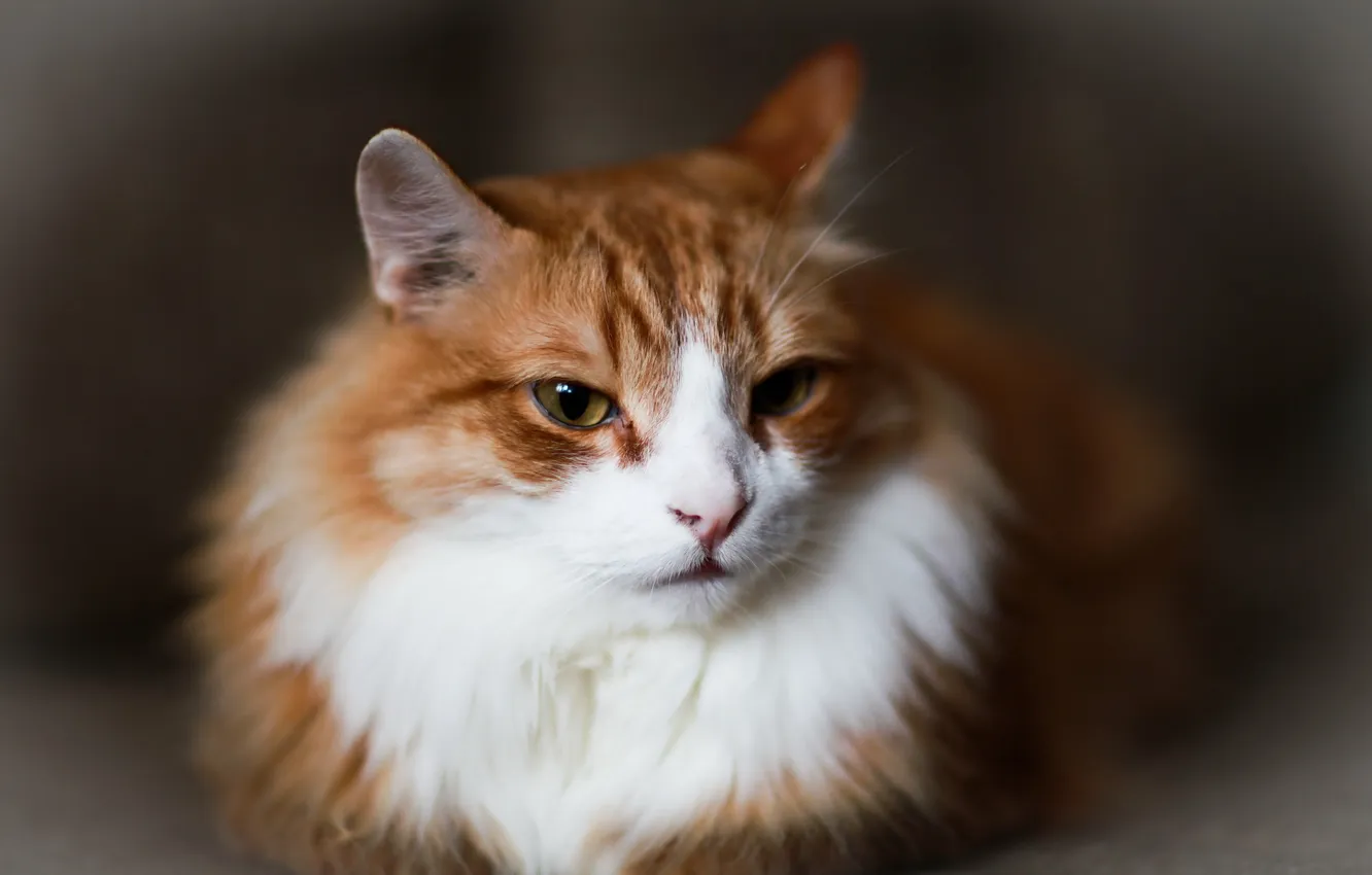 Photo wallpaper cat, look, home