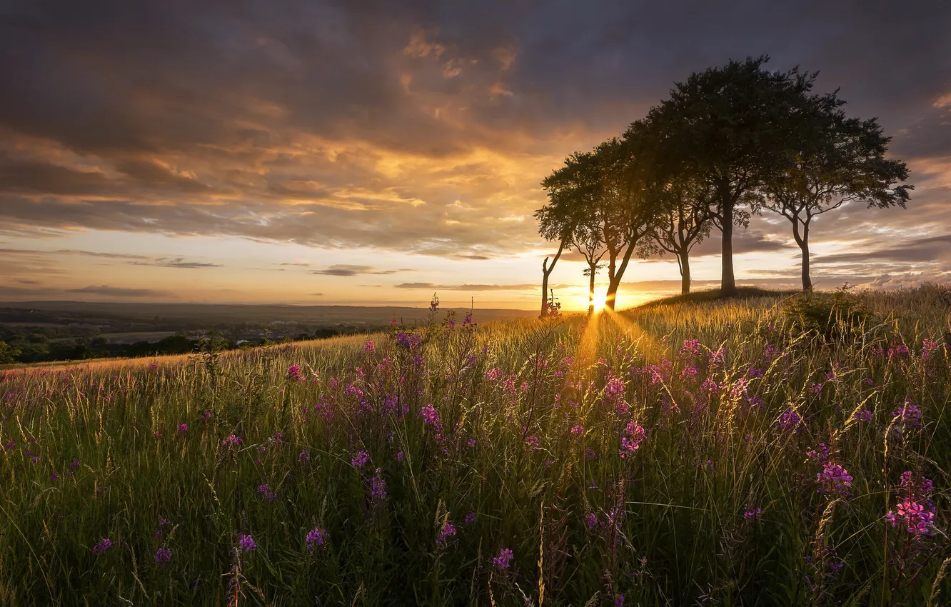 Photo wallpaper trees, sunset, flowers