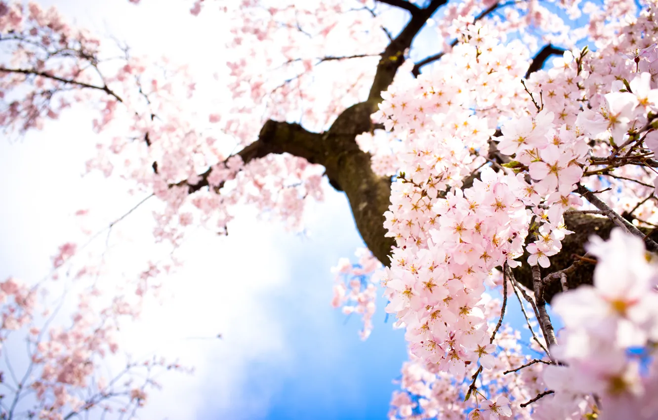 Photo wallpaper the sky, flowers, branches, spring, Sakura