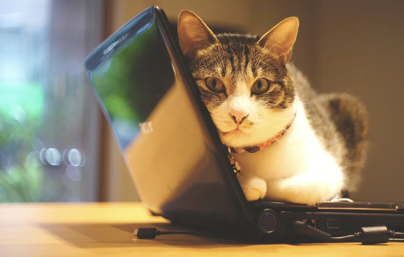 Photo wallpaper cat, cat, look, light, comfort, table, wall, portrait