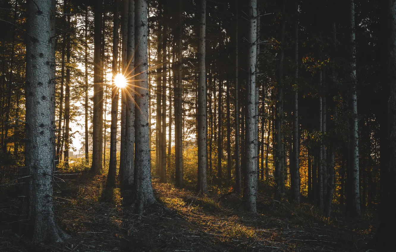 Photo wallpaper forest, the sun, trees, pine