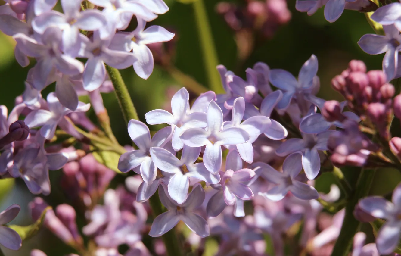 Photo wallpaper spring, lilac, blooming