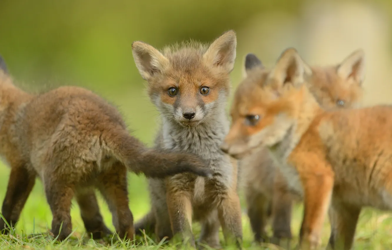 Photo wallpaper look, nature, pose, baby, Fox, Fox, red, face