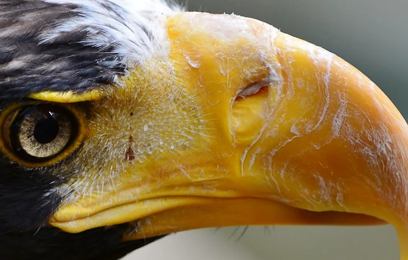 Photo wallpaper bird, Close-up, american eagle, Extreme, macro shot, National Aviary