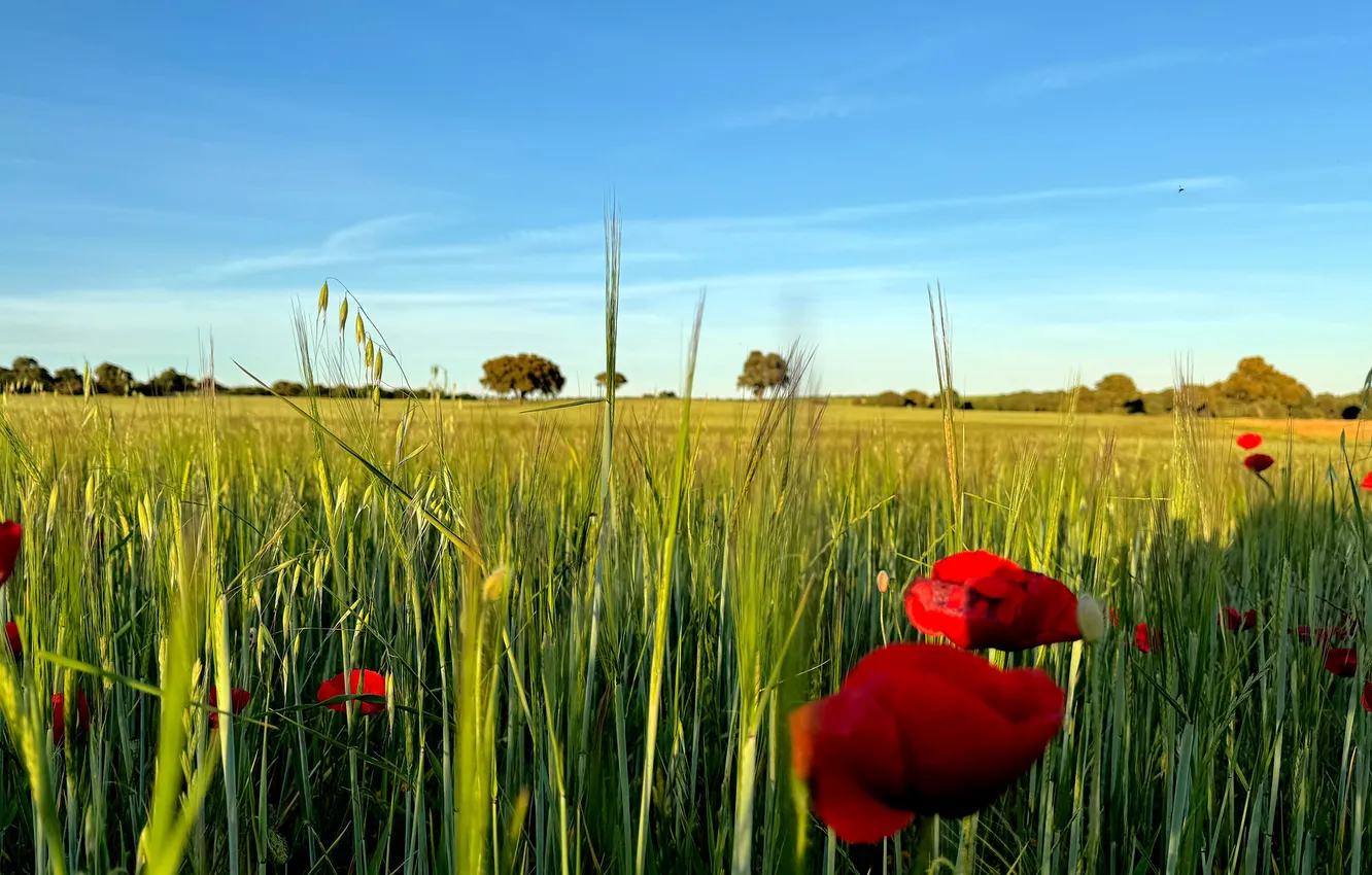 Photo wallpaper field, summer, landscape, flowers, red, nature, Maki, meadow