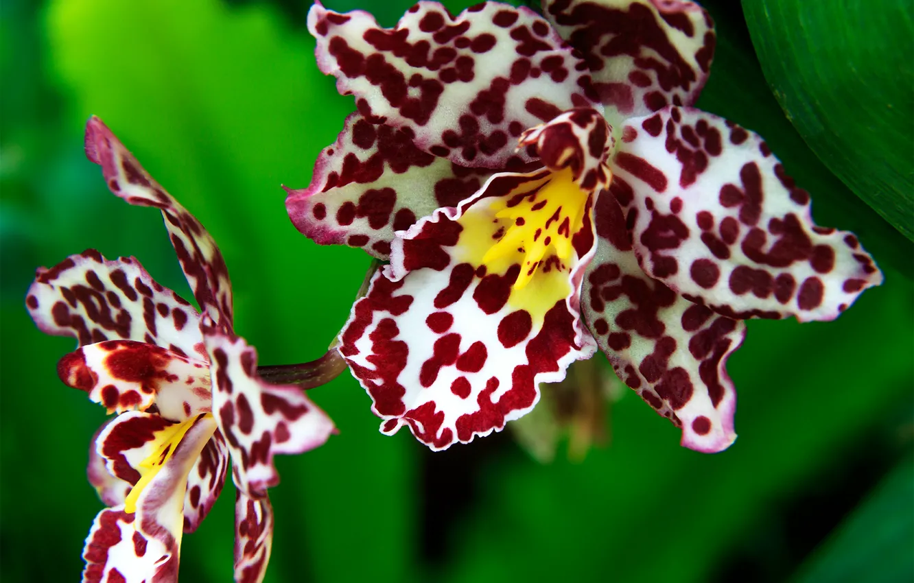 Photo wallpaper macro, exotic, Orchid