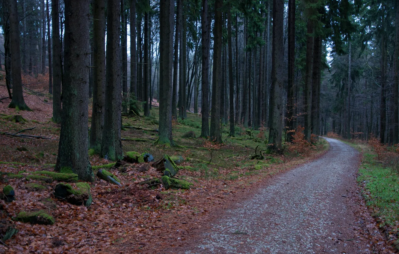 Photo wallpaper autumn, forest, foliage, the evening, track, forest, autumn, leaves