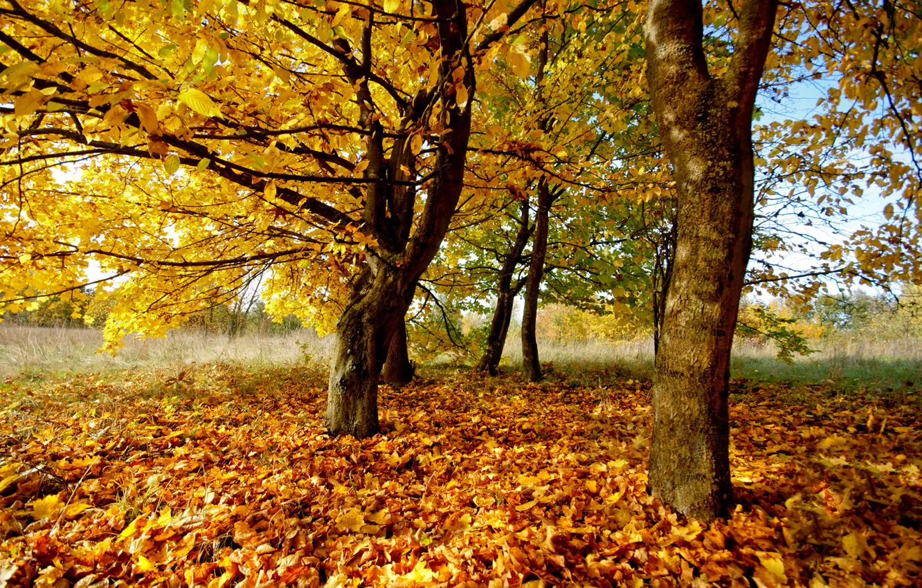 Photo wallpaper autumn, leaves, trees, nature