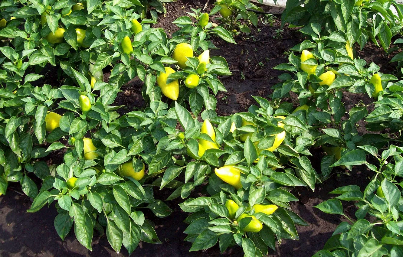 Photo wallpaper greens, summer, pepper