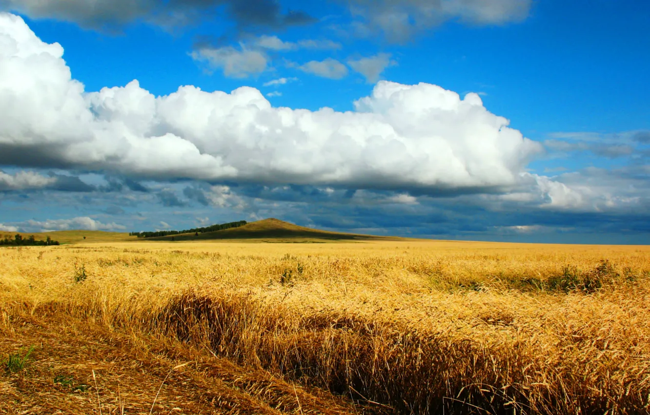Photo wallpaper road, wheat, field, autumn, the steppe, song, Kazakhstan, lark