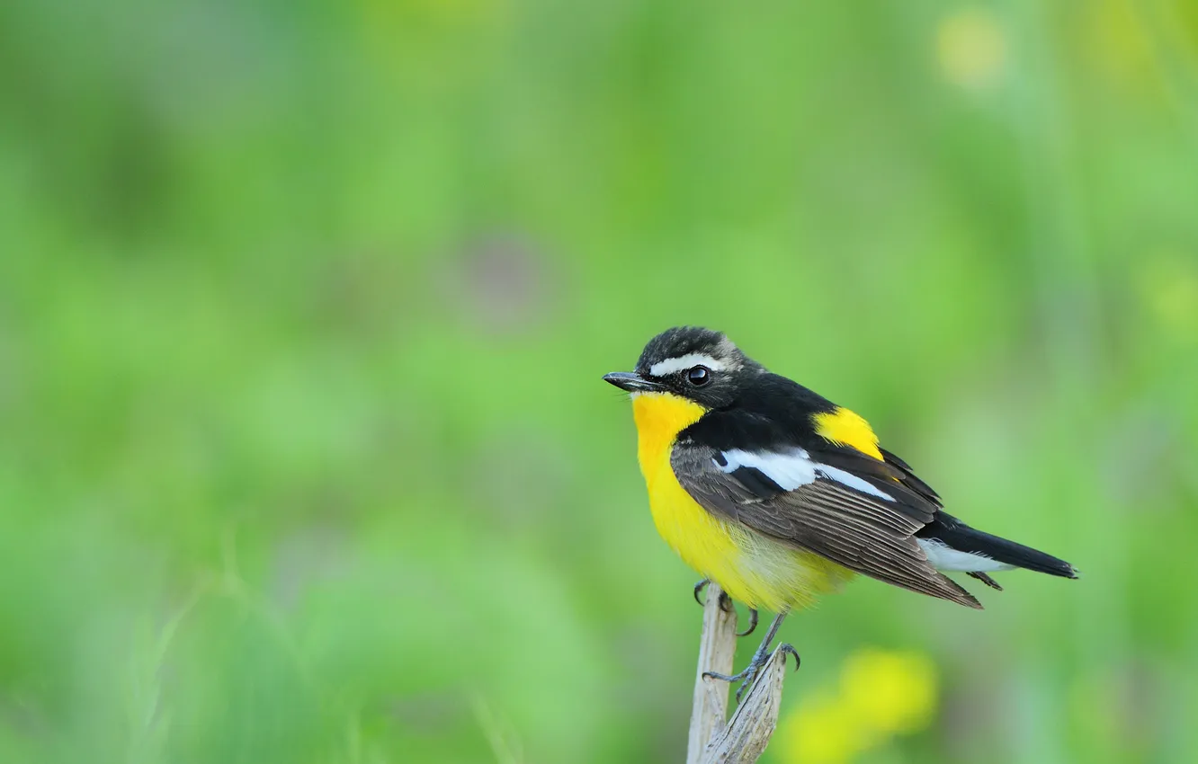 Photo wallpaper branches, bird, spring, green background, bokeh, yellow-backed flycatcher