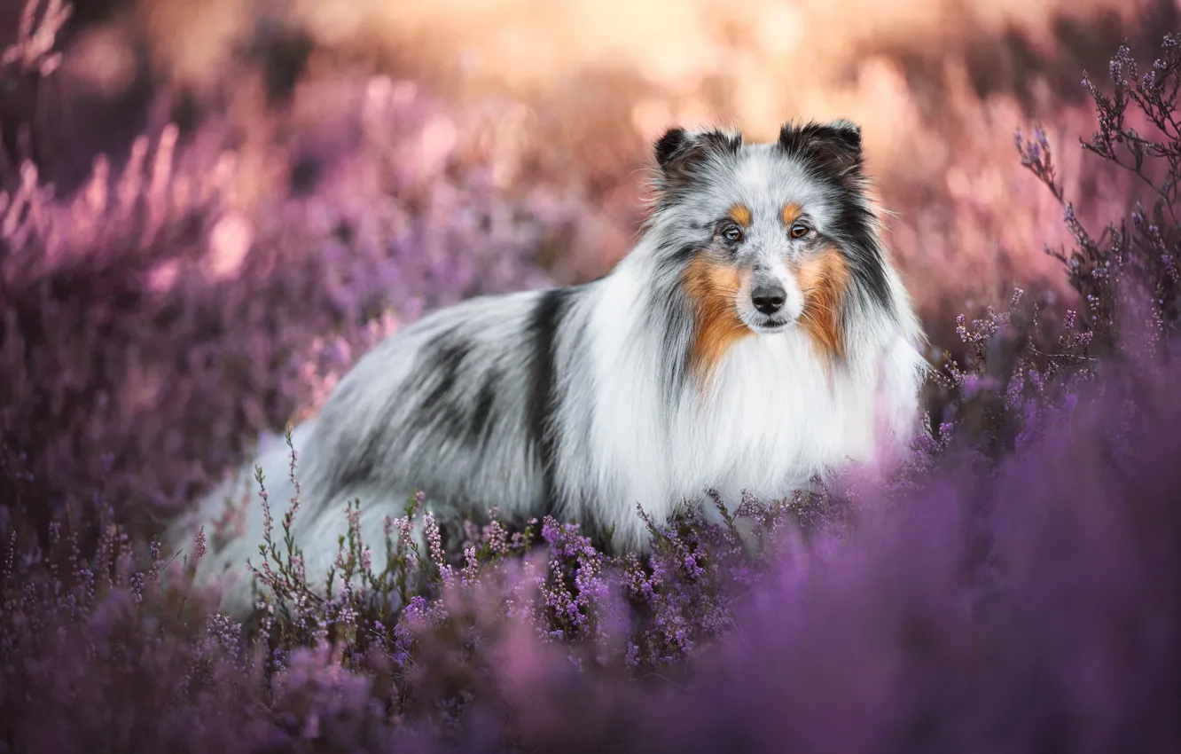 Photo wallpaper dog, collie, Sheltie, Heather