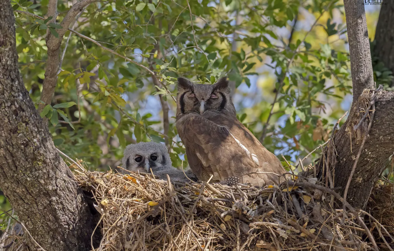 Photo wallpaper owl, socket, owlet