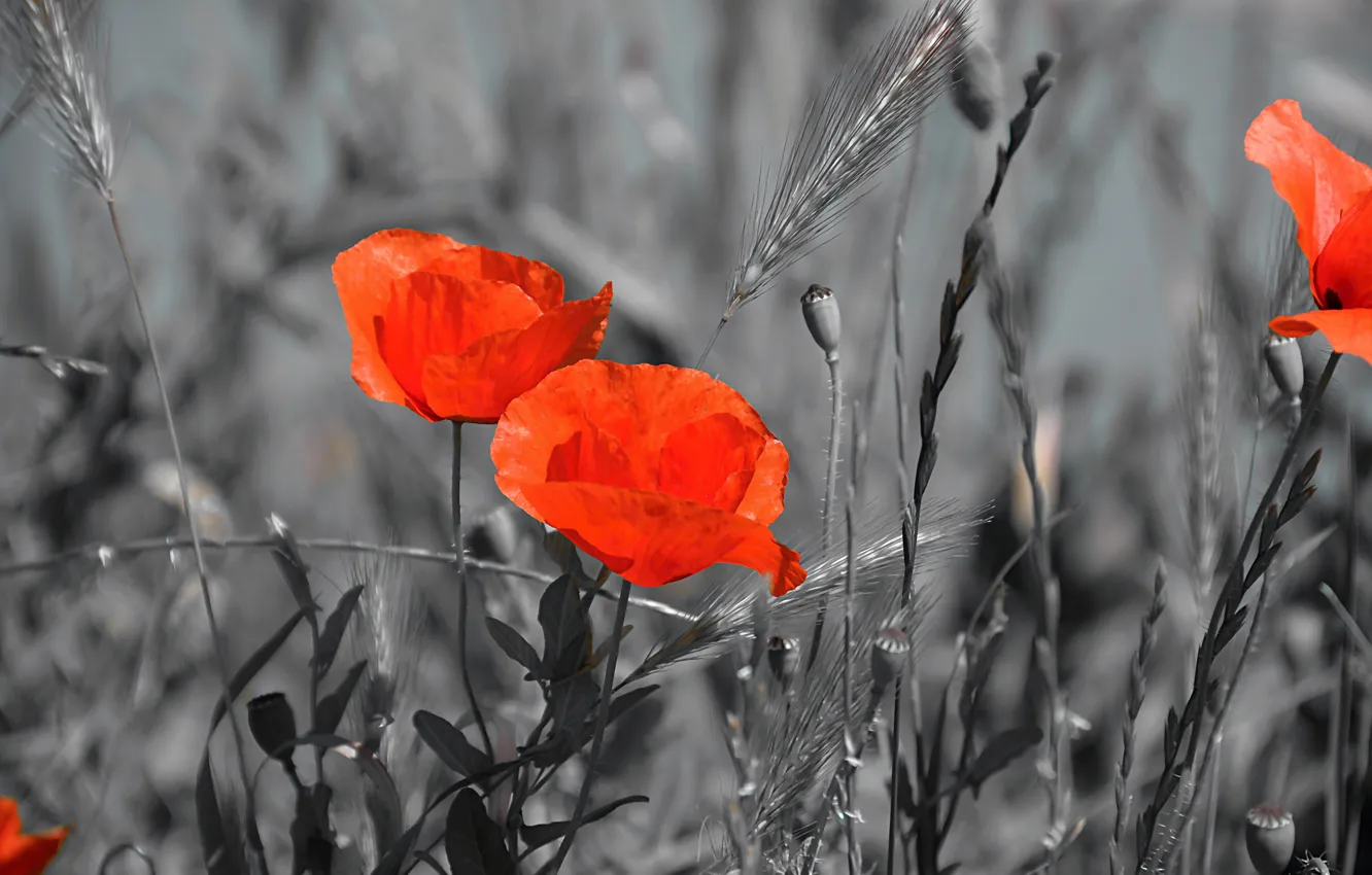 Photo wallpaper Spring, Spring, Red poppies, Red poppy