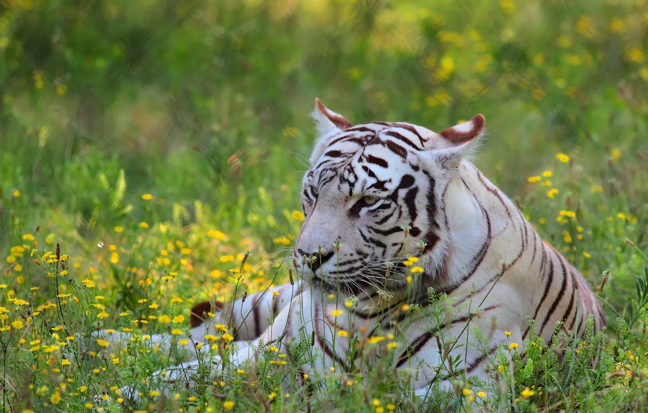 Photo wallpaper white, flowers, tiger, predator, meadow