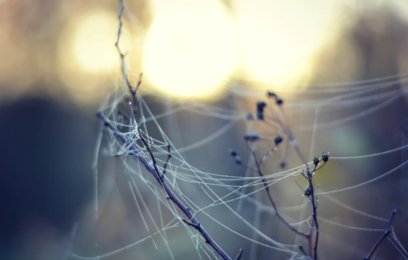 Photo wallpaper branches, nature, web