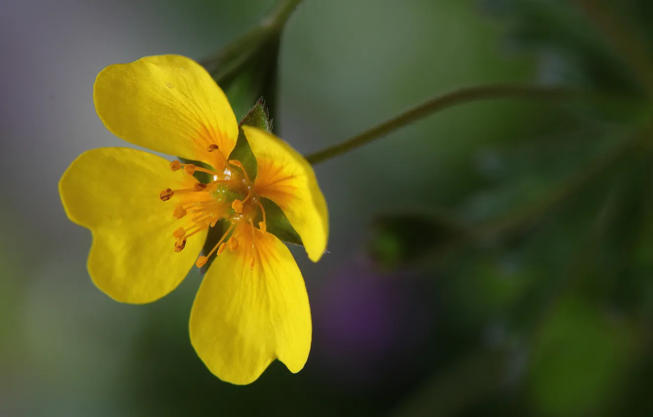 Photo wallpaper flowers, nature, plant, petals