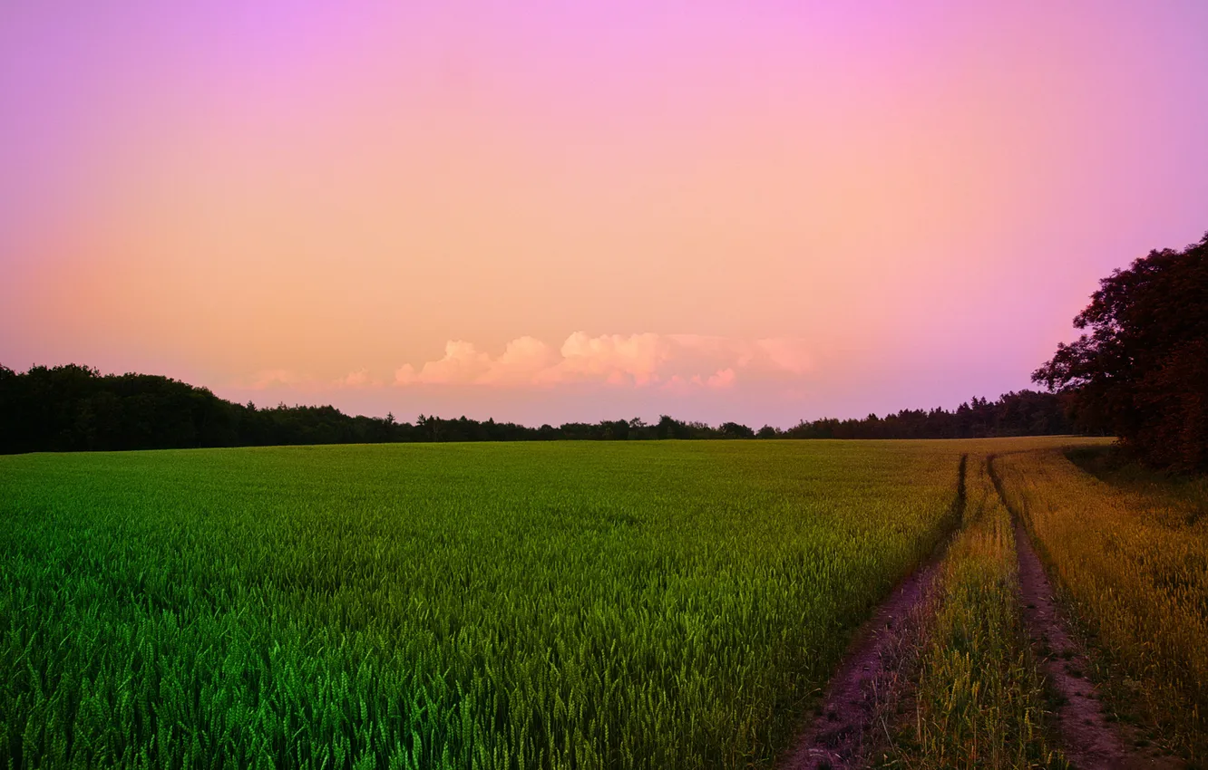 Photo wallpaper road, field, forest, the sky, grass, the way, photo