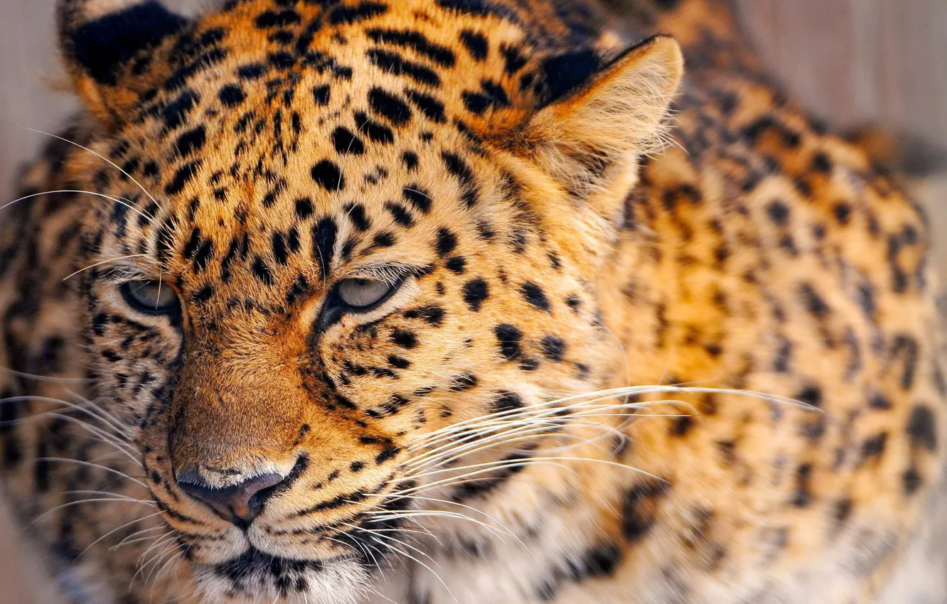 Photo wallpaper animal, leopard, beautiful, spotted, rusty