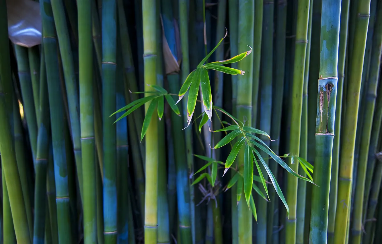 Photo wallpaper plant, bamboo, trunk