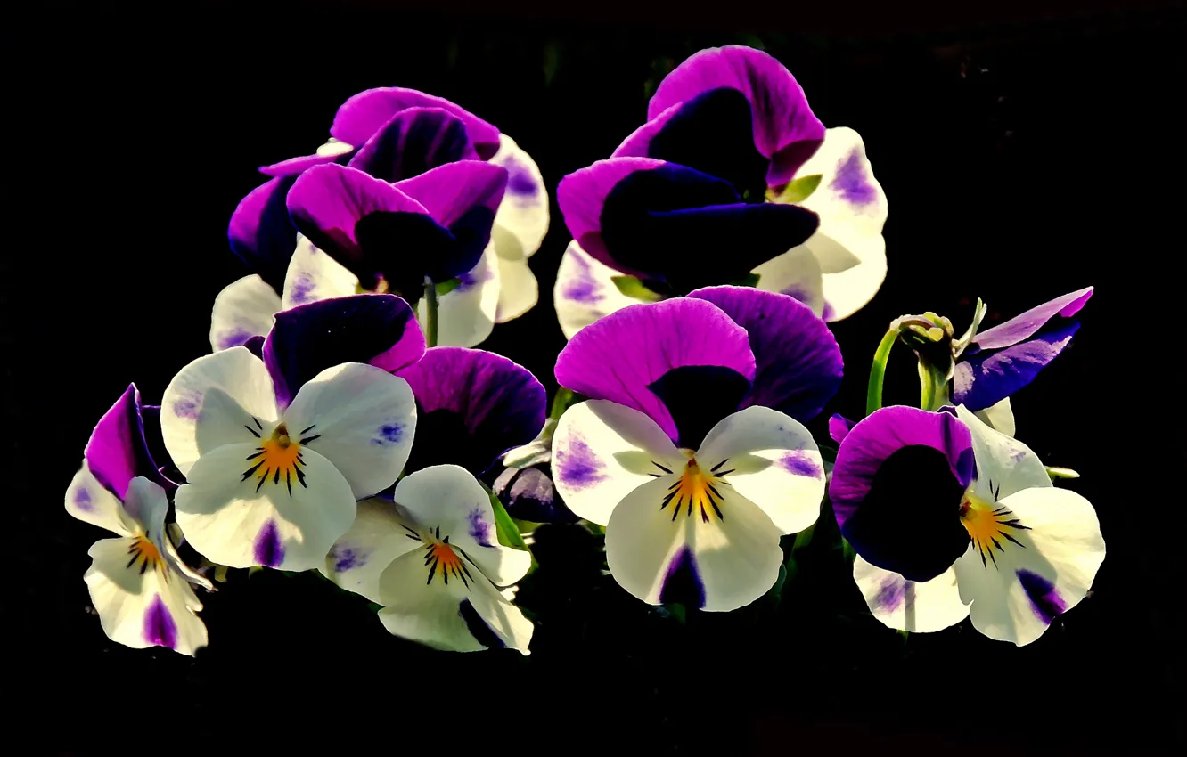 Photo wallpaper flowers, black background, Pansy