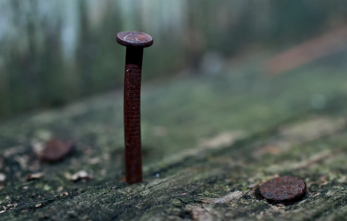 Photo wallpaper macro, background, nails