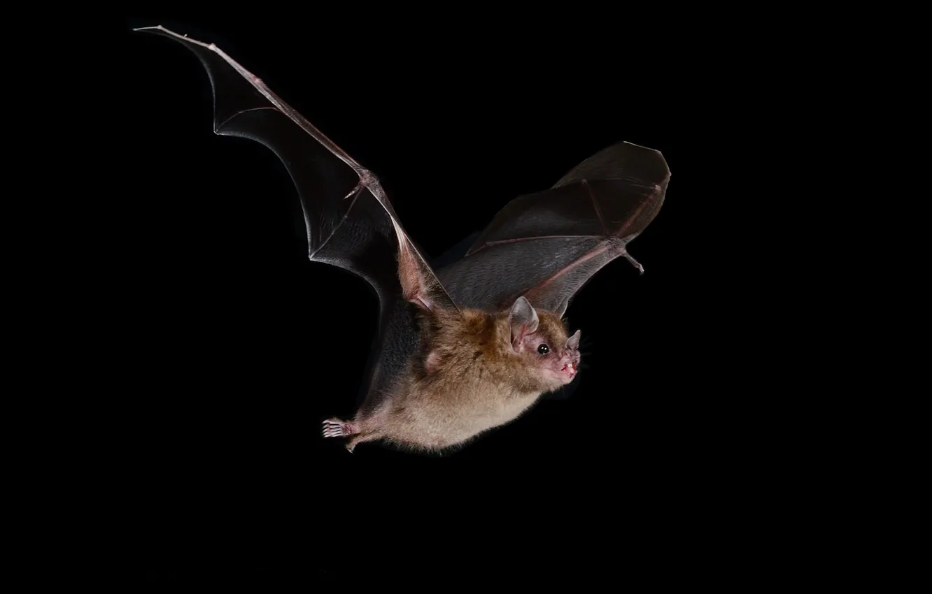 Photo wallpaper bat, black background, José Gabriel Martínez Fonseca