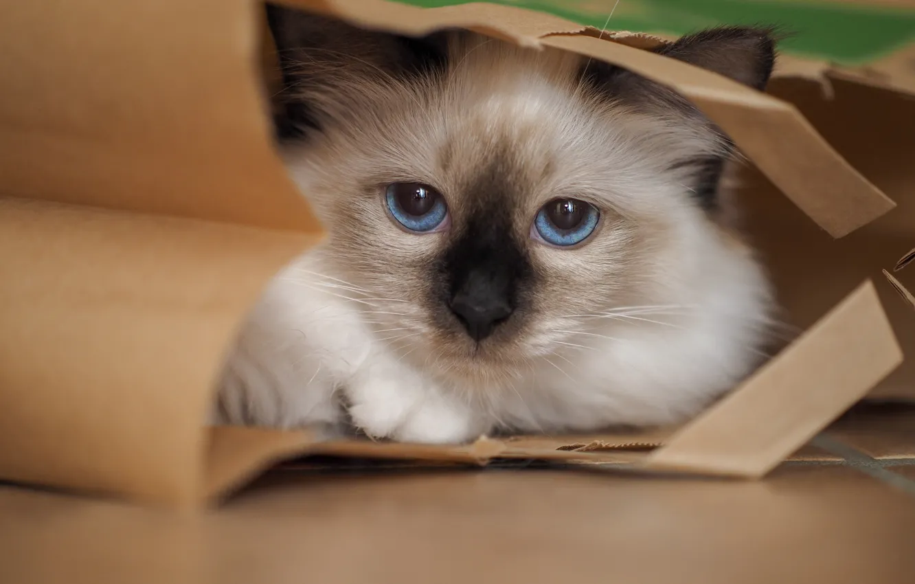 Photo wallpaper cat, cat, look, face, portrait, package, lies, hide and seek