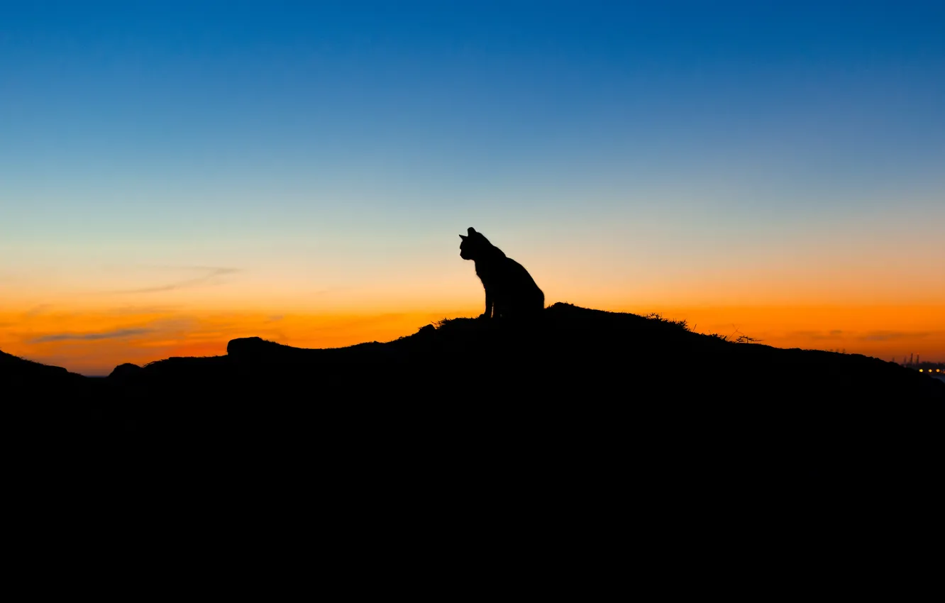 Photo wallpaper cat, the sky, sunset, animal, silhouette, sitting