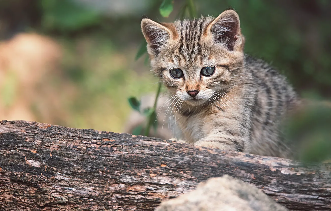 Photo wallpaper cat, grey, baby, log, kitty, striped, wild, forest
