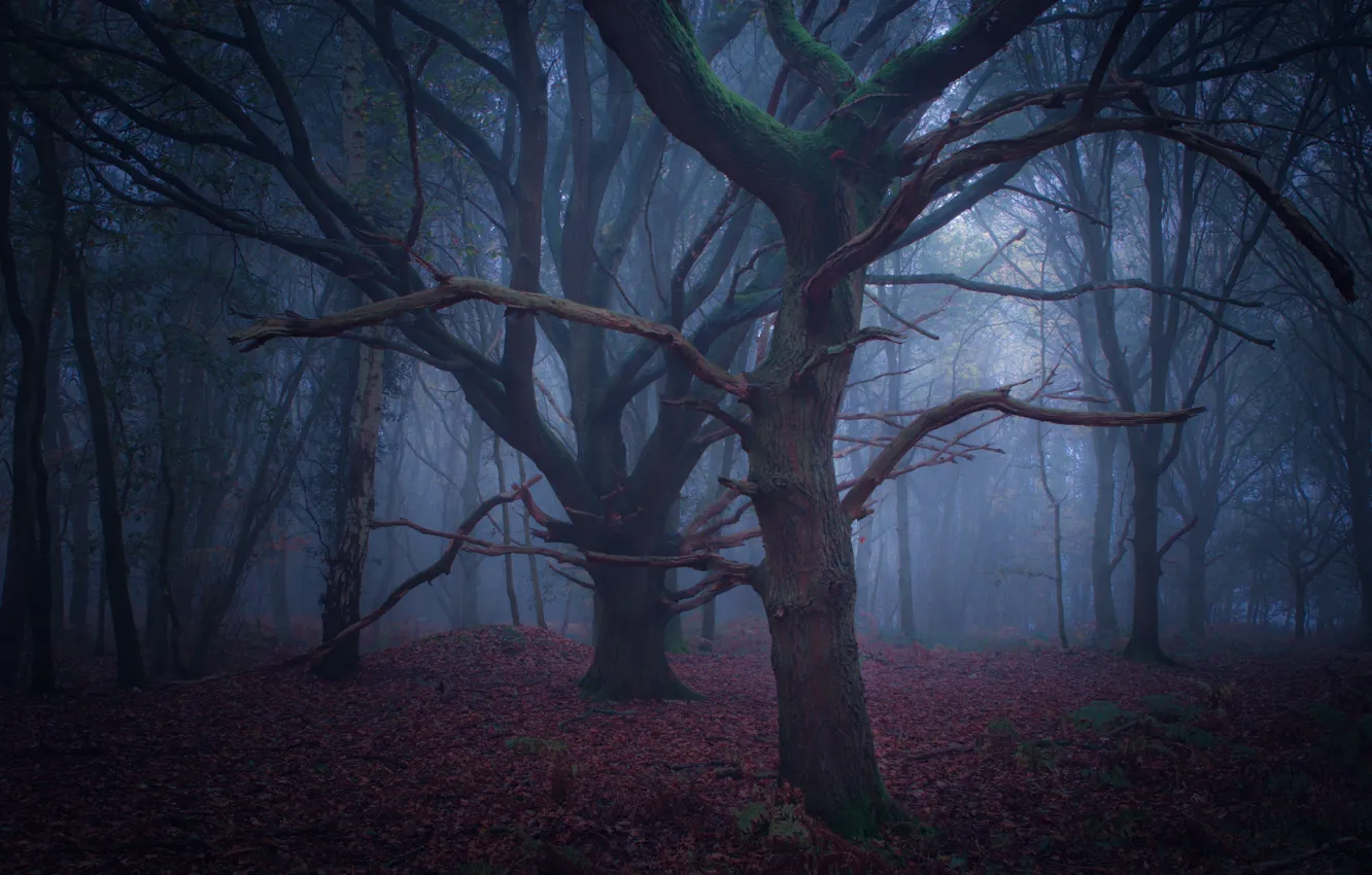Photo wallpaper forest, trees, nature, fog, UK, United Kingdom, Toby Cunningham
