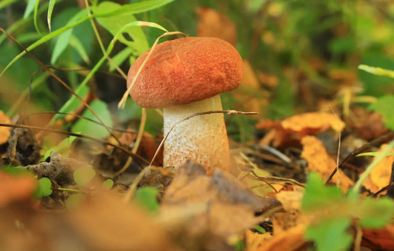 Photo wallpaper autumn, forest, mushroom, harvest, boletus