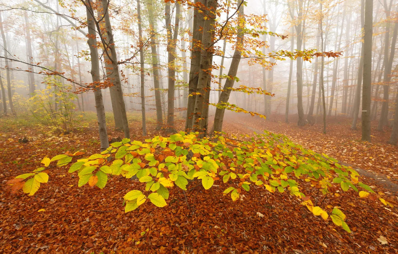 Photo wallpaper forest, trees, branches, fog, foliage, falling leaves