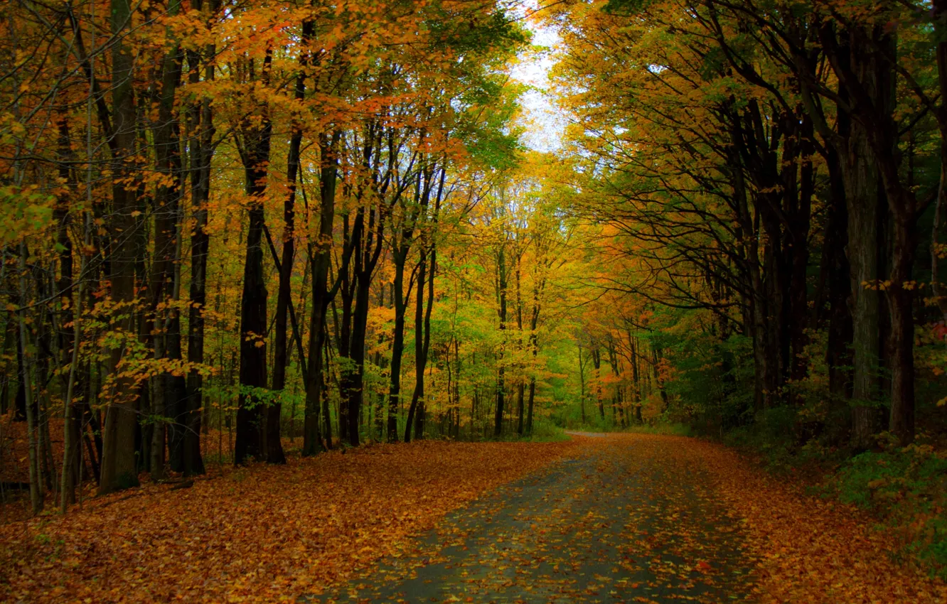 Photo wallpaper road, autumn, forest, leaves, trees, nature, Park, colors
