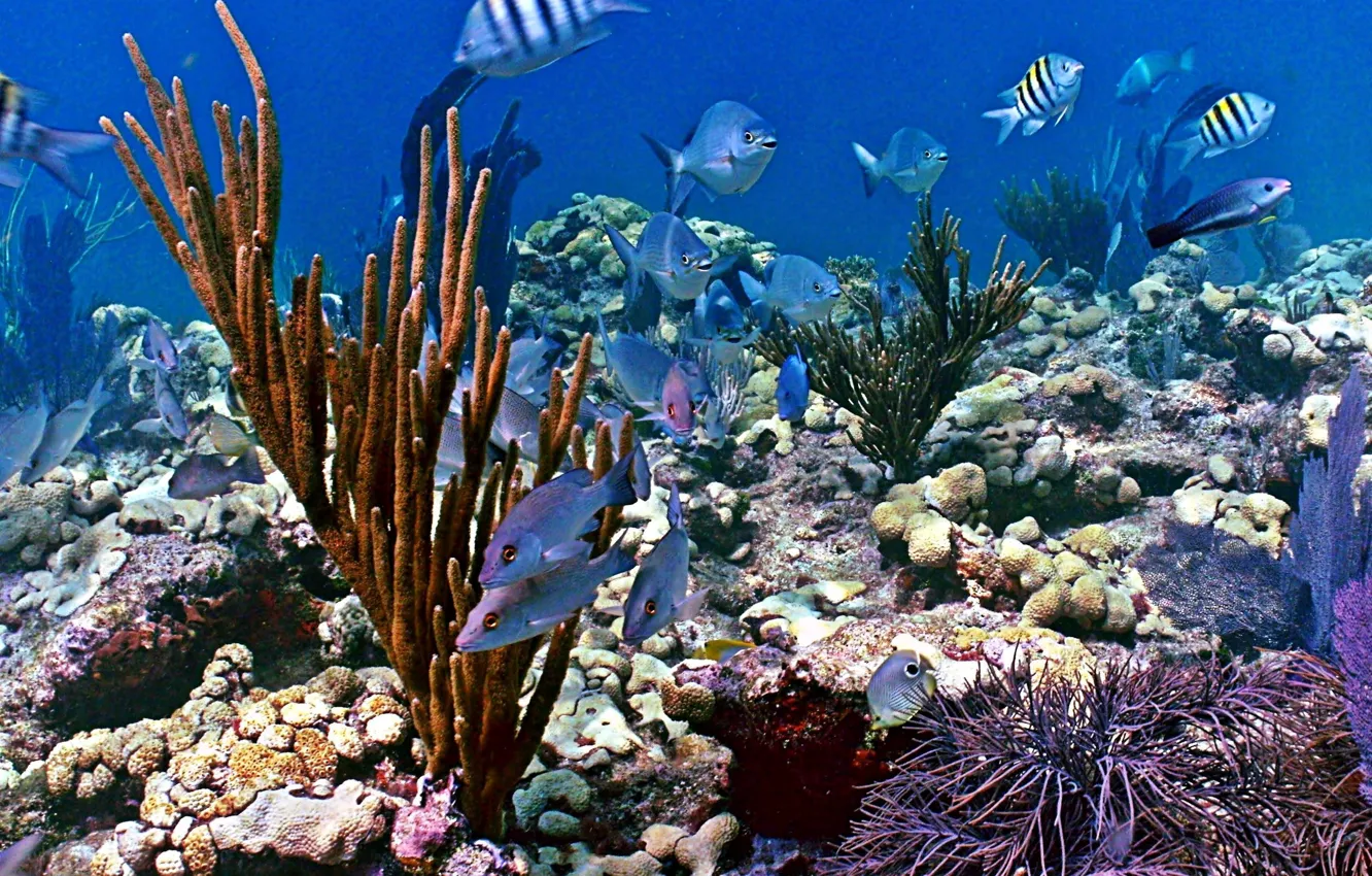 Photo wallpaper the ocean, fish, corals, underwater world