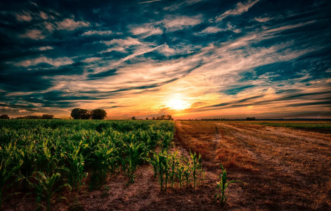 Photo wallpaper sunset, Field, Corn
