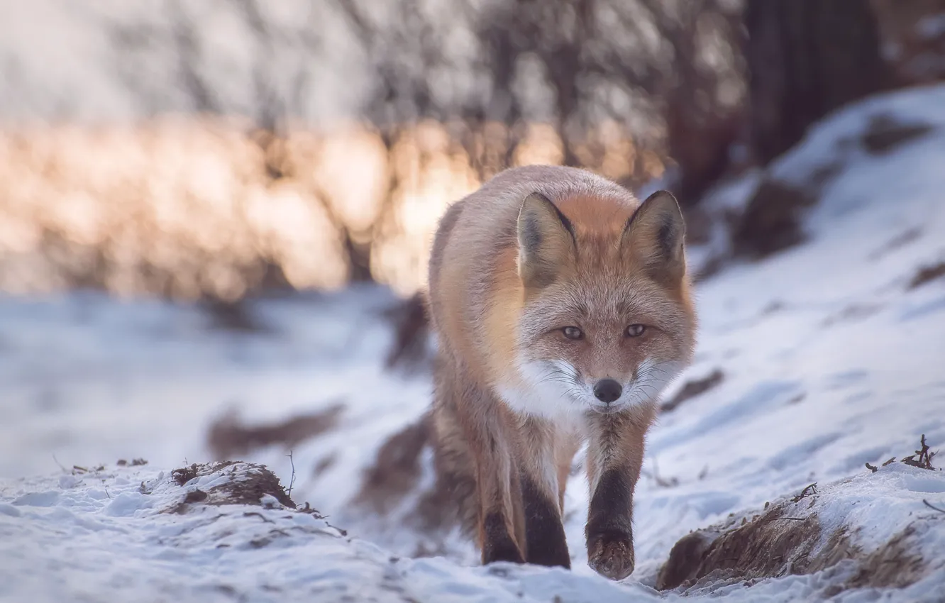 Photo wallpaper winter, snow, nature, animal, Fox, Fox